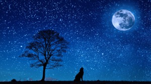 Dog howls at moon